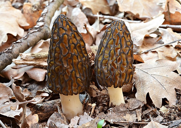 smrčok vysoký Morchella elata Fr.