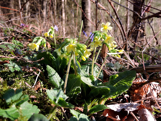 prvosienka vyššia Primula elatior (L.) L.