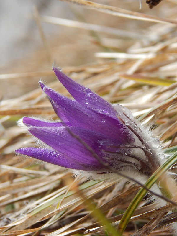 poniklec slovenský Pulsatilla slavica Reuss