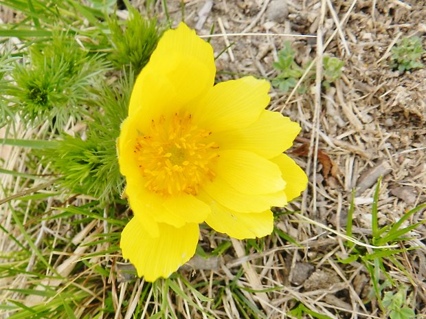 hlaváčik jarný Adonis vernalis L.