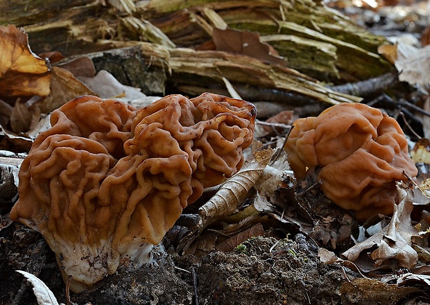 ušiak obrovský Gyromitra gigas (Krombh.) Cooke