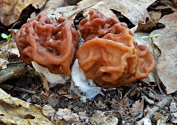 ušiak obrovský Gyromitra gigas (Krombh.) Cooke