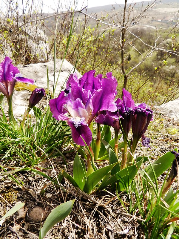 kosatec nízky Iris pumila L.