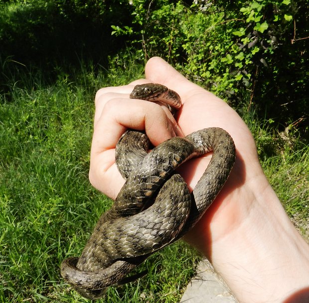 užovka fŕkaná Natrix teselatta