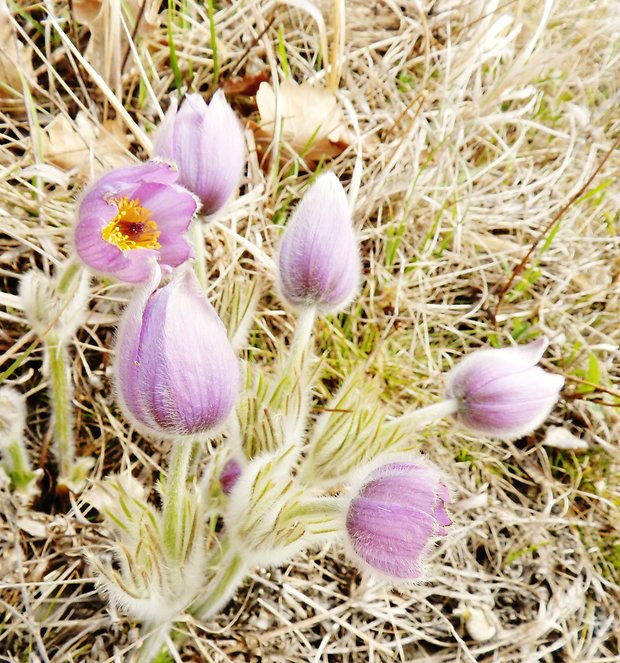 poniklec veľkokvetý Pulsatilla grandis Wender.