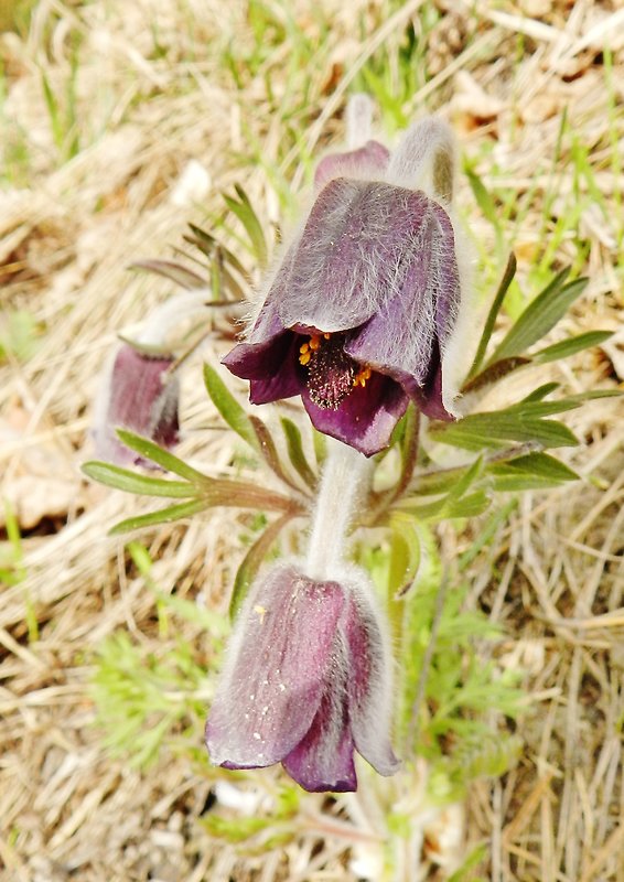 poniklec lúčny český Pulsatilla pratensis subsp. bohemica Skalický