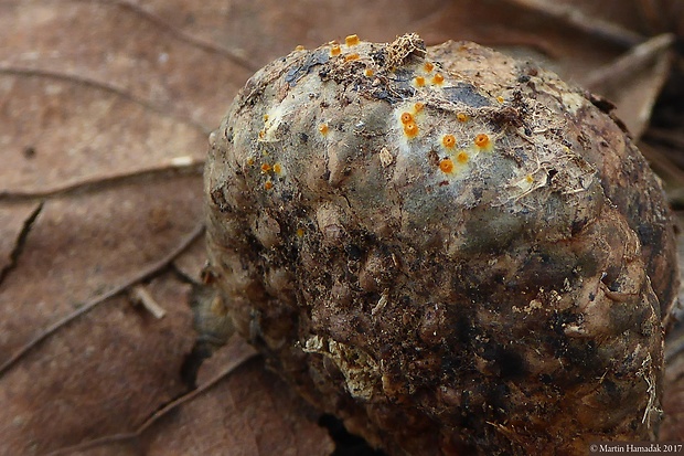 pavučinovka Arachnopeziza aurelia (Pers.) Fuckel