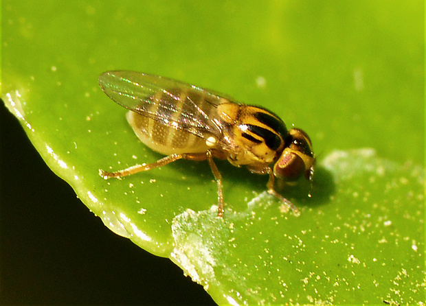 zelenuška Chlorops sp.  (Dipt., Chloropidae)