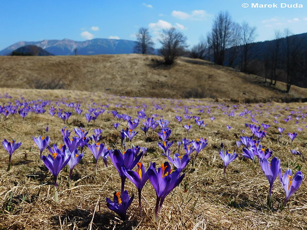 šafran karpatský Crocus heuffelianus Herb.