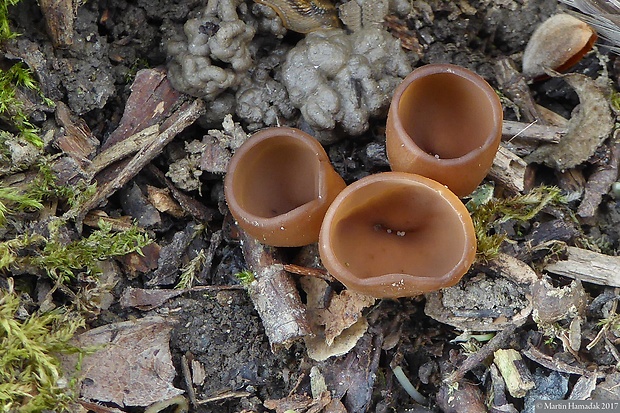 hľuznatka veternicová Dumontinia tuberosa (Bull.) L.M. Kohn