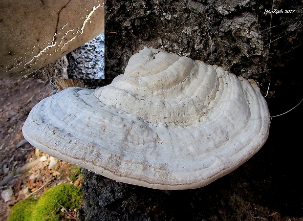 práchnovec kopytovitý Fomes fomentarius (L.) J.J. Kickx