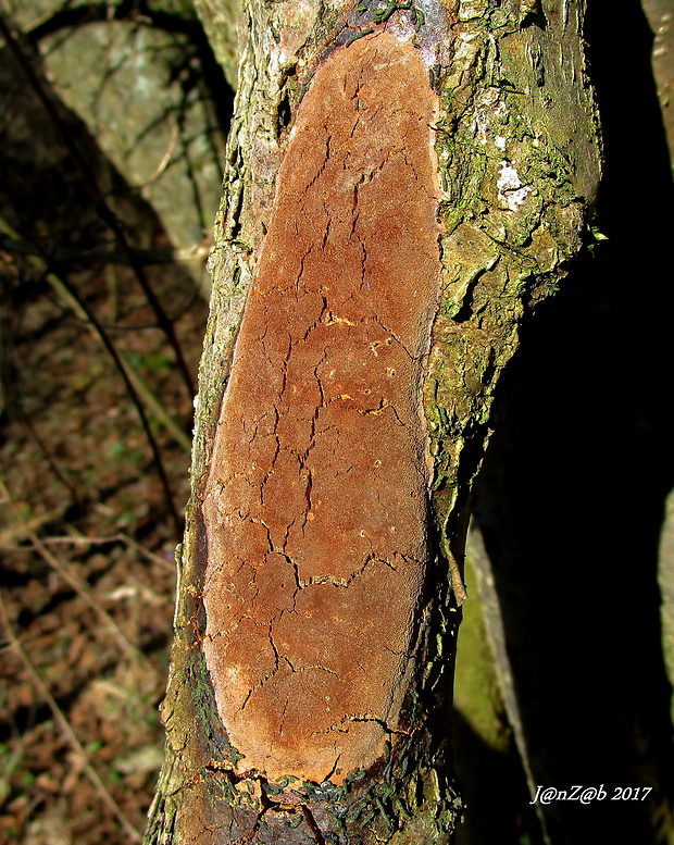 ohňovec hrdzavohnedý Fuscoporia ferruginosa (Schrad.) Murrill