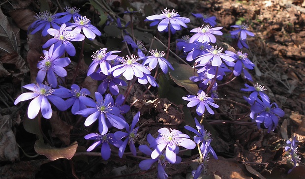 pečeňovník trojlaločný Hepatica nobilis Schreb.