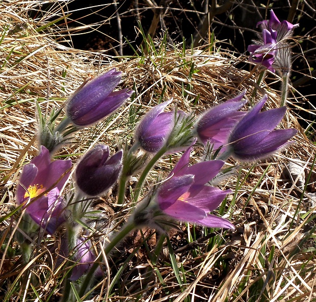 poniklec slovenský Pulsatilla slavica Reuss