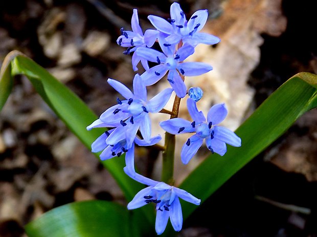 scila Scilla sp