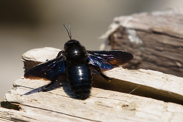 drevár fialový  Xylocopa violacea