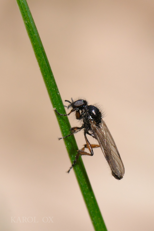 mušica Bibio rufipes