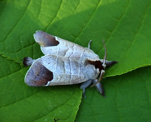 chochlatka hnedoškvrnná Clostera curtula