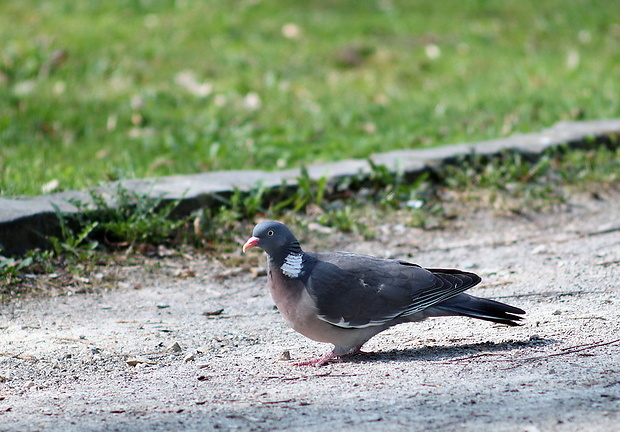 holub hrivnák Columba palumbus