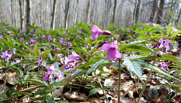 zubačka žliazkatá Dentaria glandulosa Waldst. et Kit. ex Willd.