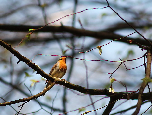 červienka obyčajná Erithacus rubecula