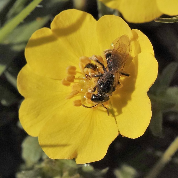 včielka Lasioglossum albocinctum