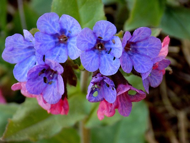 pľúcnik Pulmonaria sp.