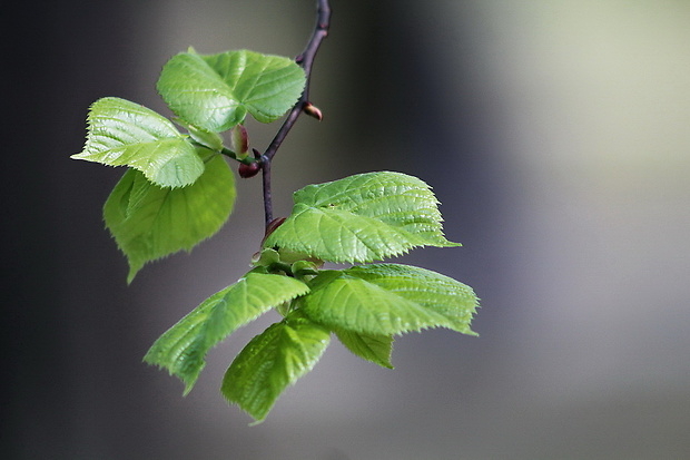 lipa malolistá Tilia cordata Mill.