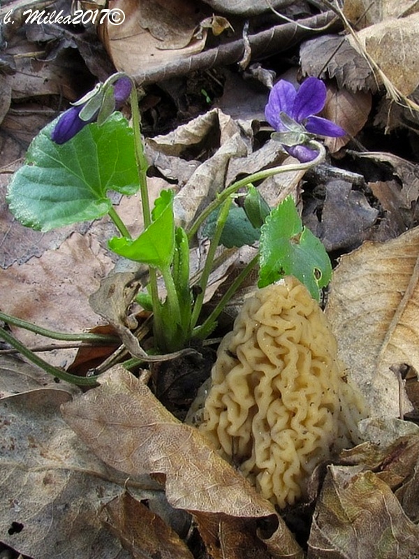 smrčkovec český Verpa bohemica (Krombh.) J. Schröt.