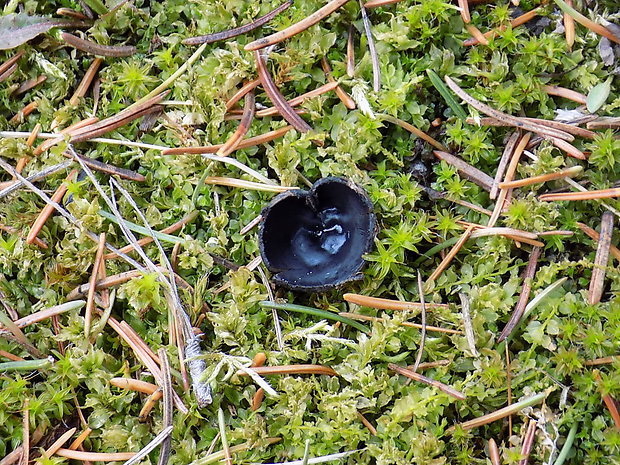 misôčka černastá Pseudoplectania nigrella (Pers.) Fuckel