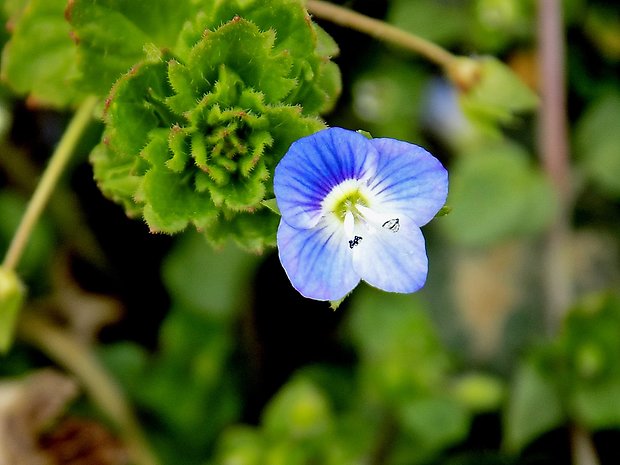 veronika Veronica sp.