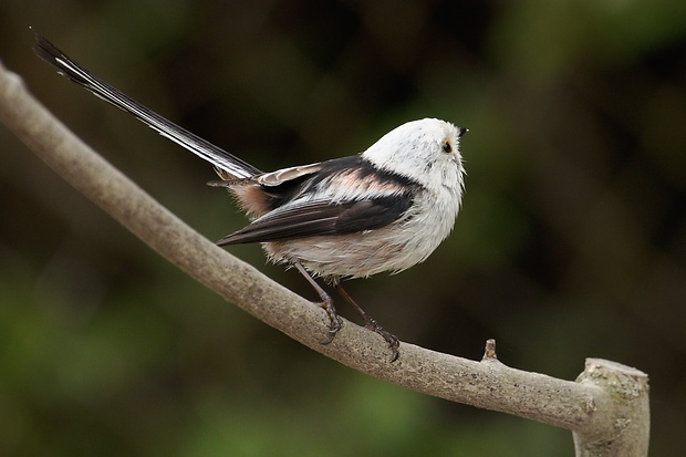 mlynárka dlhochvostá Aegithalos caudatus