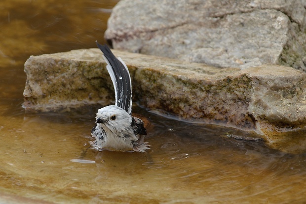 mlynárka dlhochvostá Aegithalos caudatus