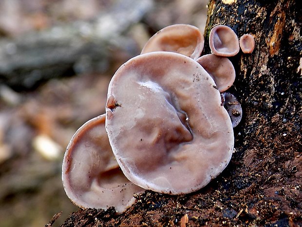 uchovec bazový Auricularia auricula-judae (Bull.) Quél.