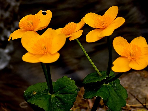 záružlie močiarne Caltha palustris L.