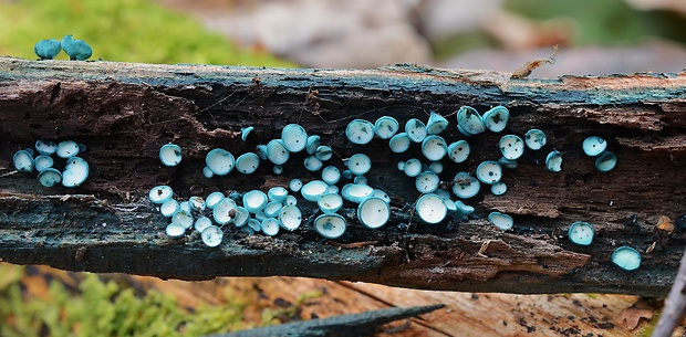 zelenica Chlorociboria sp.