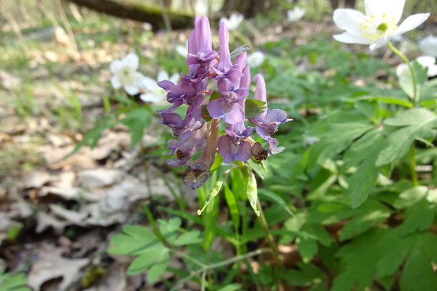 chochlačka plná Corydalis solida (L.) Clairv.