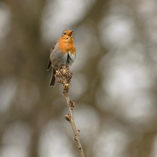 červienka obyčajná Erithacus rubecula