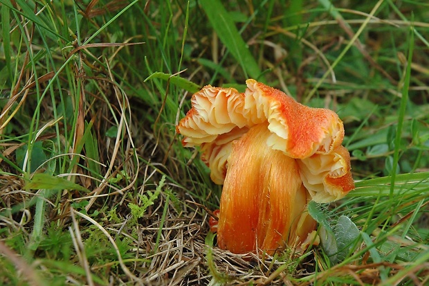 lúčnica ohnivá Hygrocybe intermedia (Pass.) Fayod