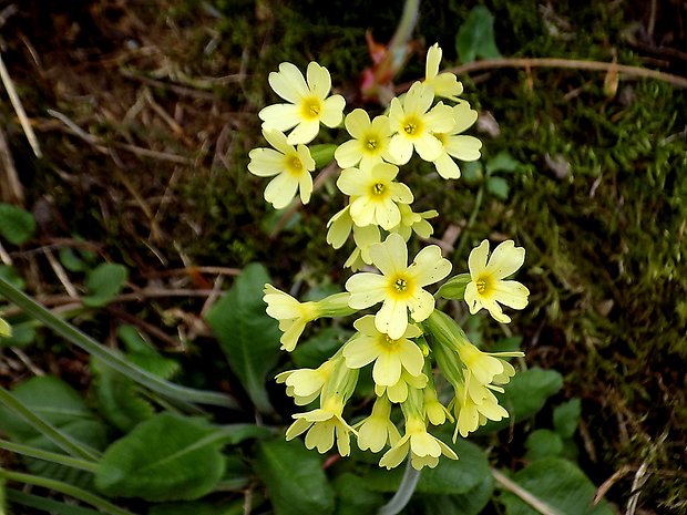 prvosienka vyššia Primula elatior (L.) L.