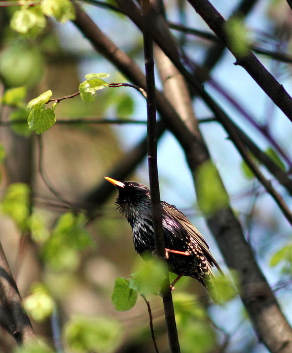 škorec lesklý Sturnus vulgaris