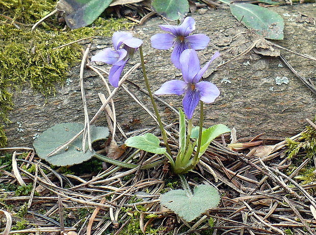 fialka lesná Viola reichenbachiana Jord. ex Boreau