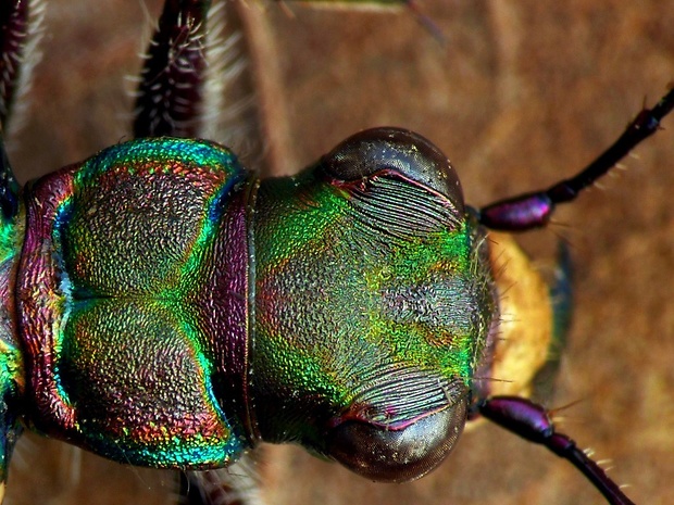 svižník poľný (sk) / svižník polní (cz) Cicindela campestris Linnaeus, 1758