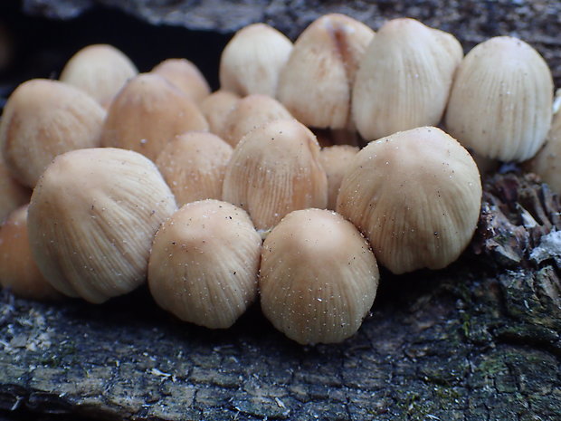 hnojník pocukrený Coprinus saccharinus Romagn.