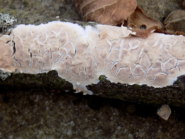 pukavec rozložitý Cylindrobasidium evolvens (Fr.) Jülich