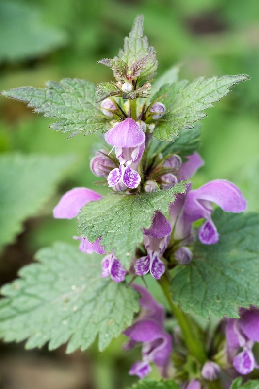 hluchavka škvrnitá Lamium maculatum L.