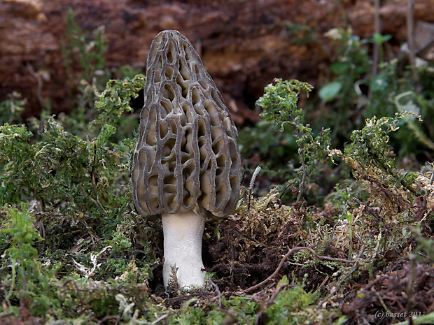 smrčok kužeľovitý Morchella conica Pers.