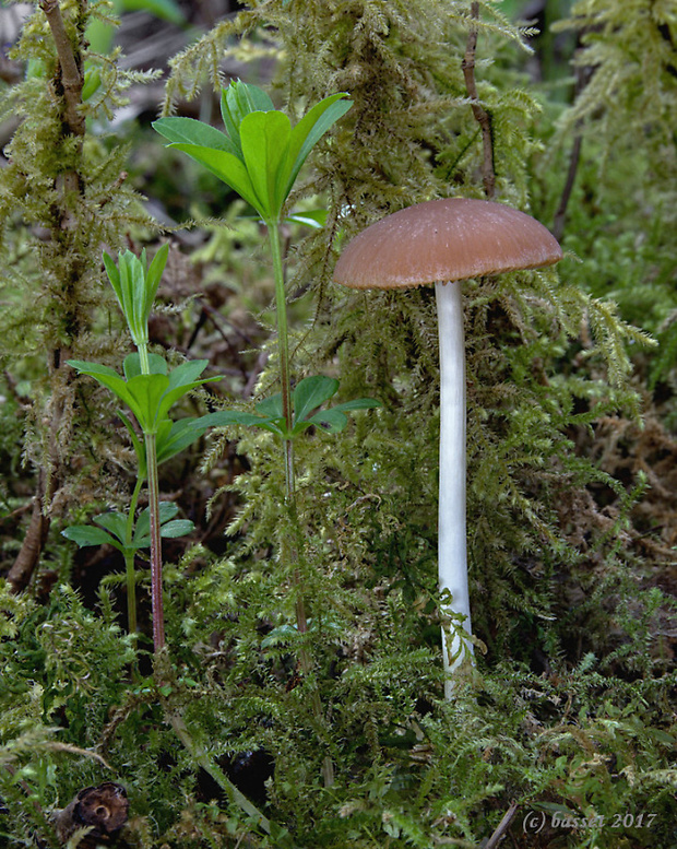 drobuľka hnedosivá Psathyrella spadiceogrisea (Schaeff.) Maire