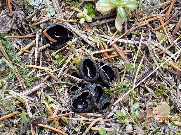 misôčka černastá Pseudoplectania nigrella (Pers.) Fuckel