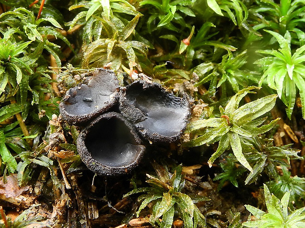 misôčka Pseudoplectania sp.